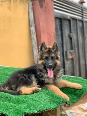 3-6 months Male Purebred German Shepherd
