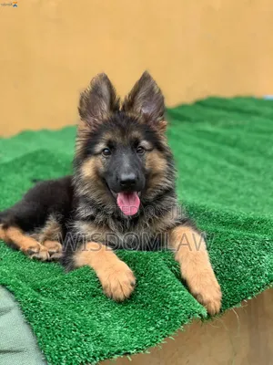 3-6 months Male Purebred German Shepherd