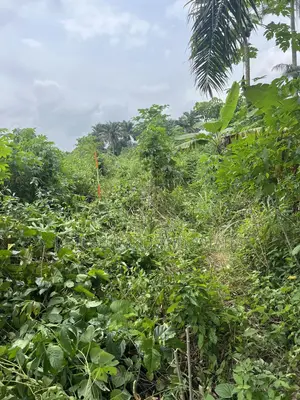 500 Acres Land 4 Sale at Odeda Abeokuta in a Saved Location