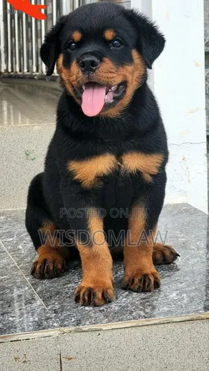 1-3 months Female Purebred Rottweiler