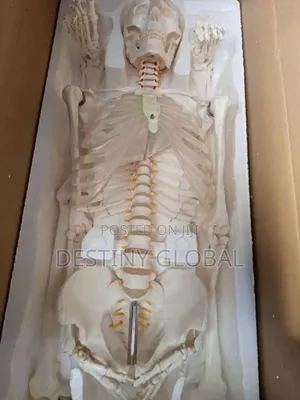 Human Skeleton