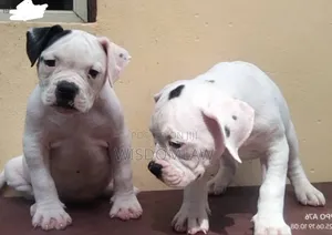1-3 months Male Purebred American Bulldog