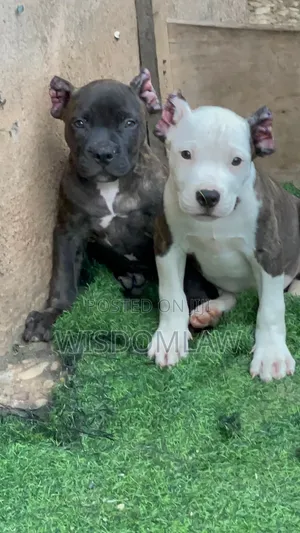 1-3 months Male Purebred American Bully