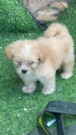 1-3 months Male Purebred Lhasa Apso
