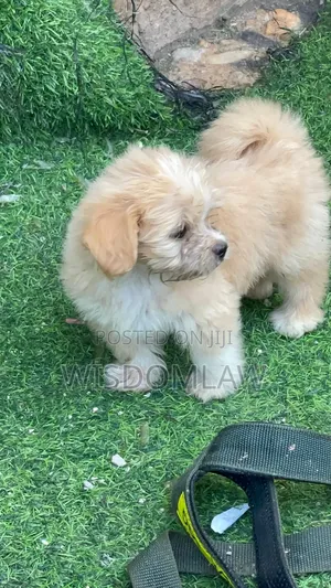 1-3 months Male Purebred Lhasa Apso