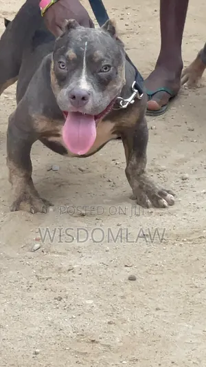 3-6 months Male Purebred American Bully