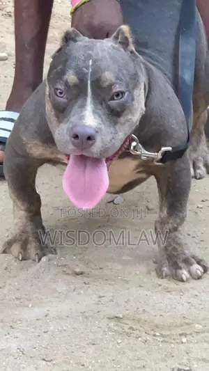 3-6 months Male Purebred American Bully