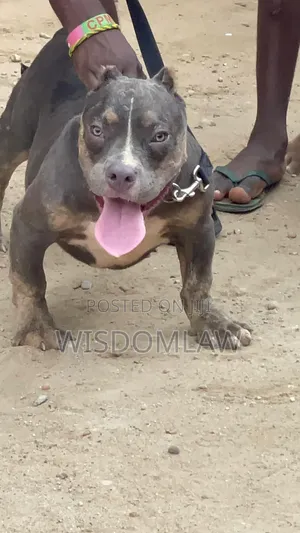 3-6 months Male Purebred American Bully