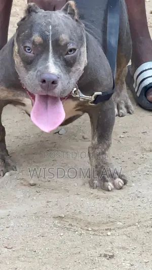 3-6 months Male Purebred American Bully