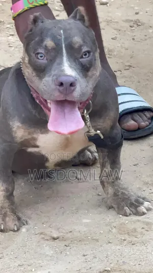 3-6 months Male Purebred American Bully
