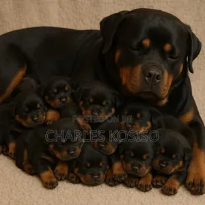 1-3 months Female Purebred Rottweiler