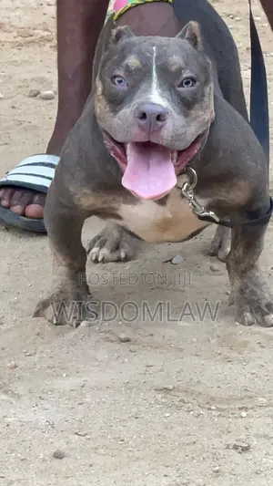3-6 months Male Purebred American Bully