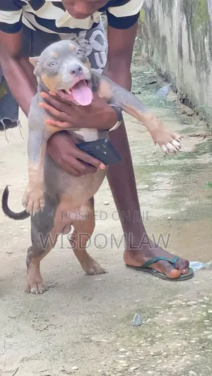 3-6 months Male Purebred American Bully