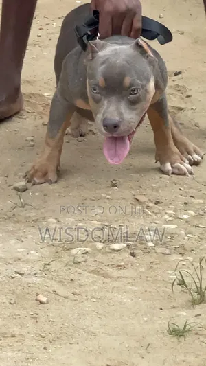 1-3 months Male Purebred American Bully