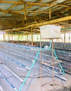 Local 96capacity Layers Cage