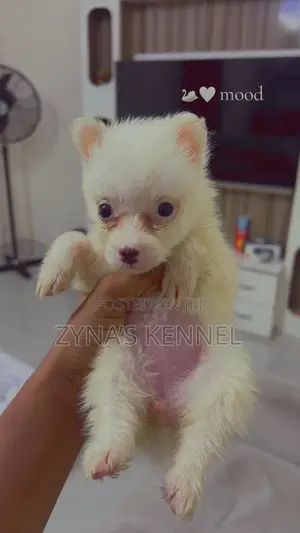 1-3 months Female Purebred American Eskimo