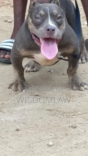 3-6 months Male Purebred American Bully