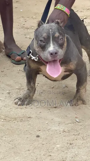 3-6 months Male Purebred American Bully