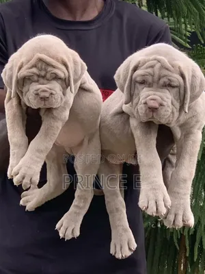 1-3 months Female Purebred Neapolitan Mastiff