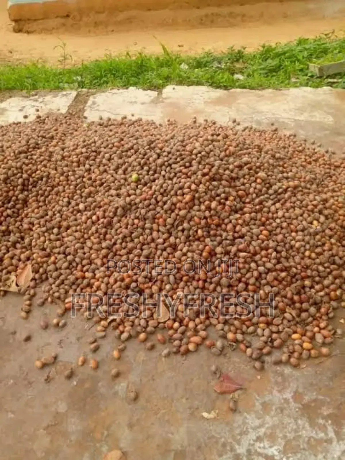 2000 Tons Shea Nuts for Sale