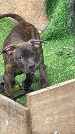 1-3 months Male Purebred American Bully