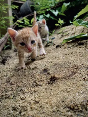 0-1 month Female Purebred Ocicat