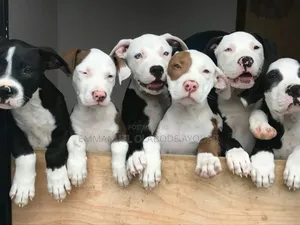 Photo - 0-1 month Male Purebred American Pit Bull Terrier