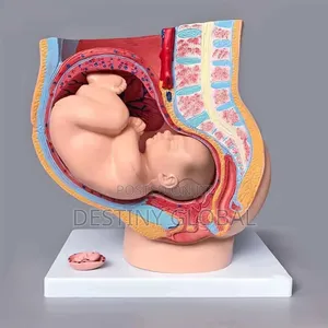 Human Female Pelvis