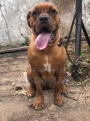 1+ year Female Purebred Boerboel