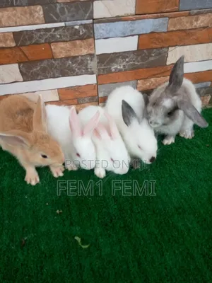 Rabbit Weaner