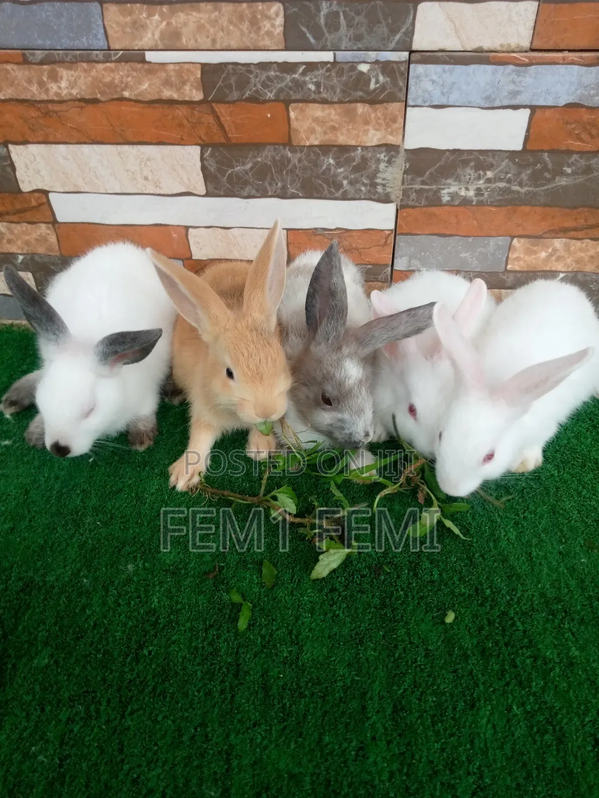 Rabbit Weaner