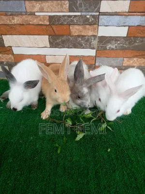 Rabbit Weaner