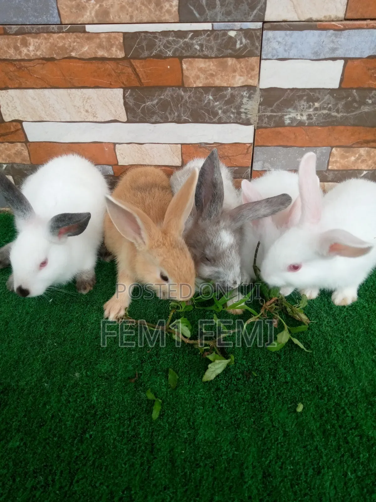 Rabbit Weaner
