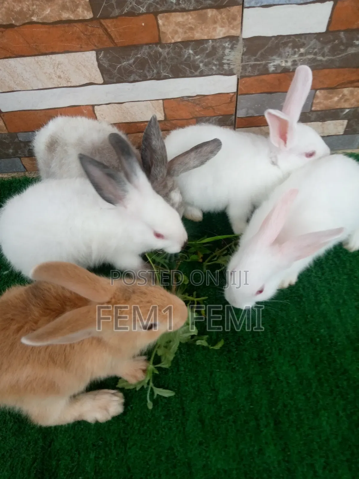 Rabbit Weaner