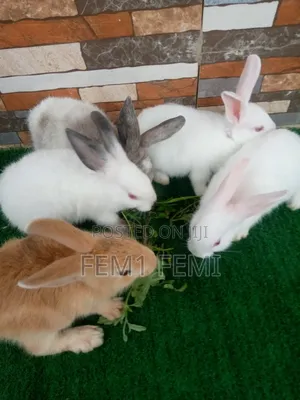 Rabbit Weaner