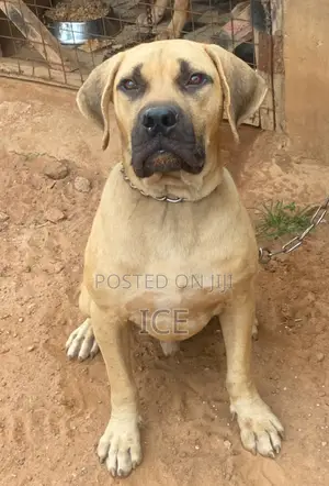 6-12 months Male Purebred Boerboel