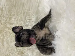 1-3 months Male Purebred French Bulldog