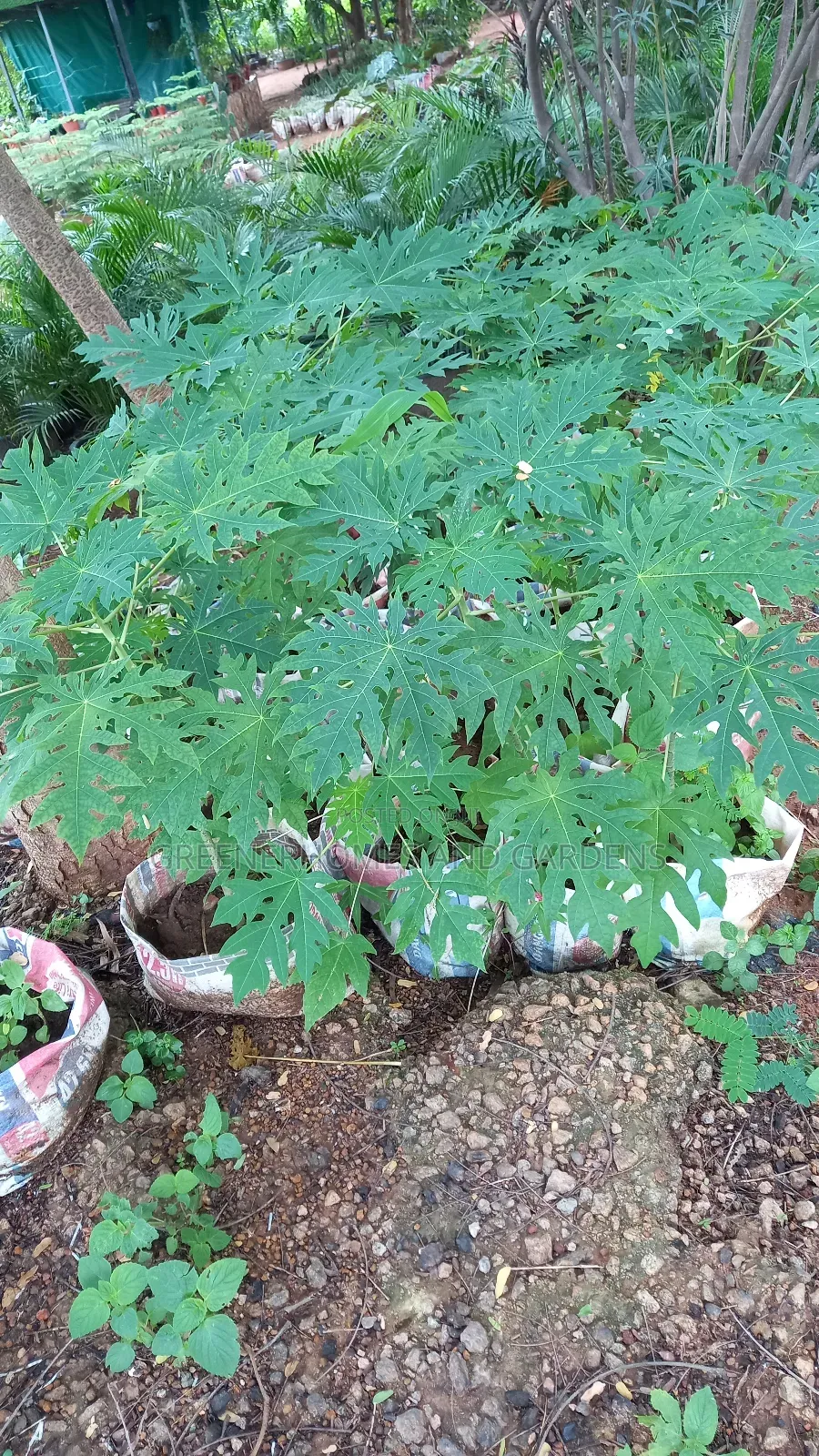 Pawpaw Seedling