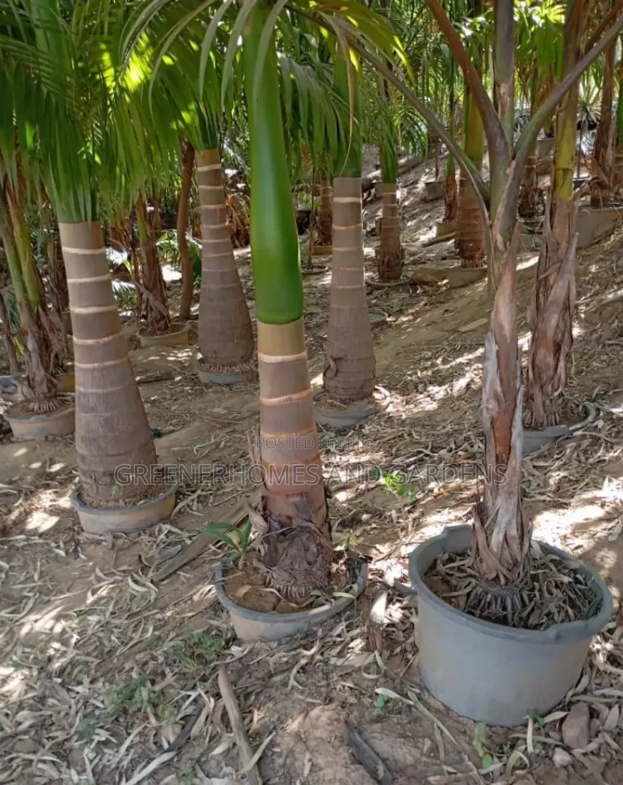 Royal Palms