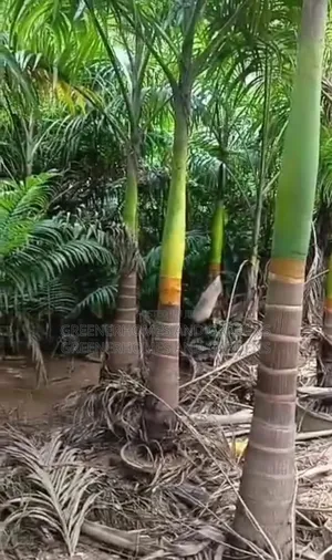 Royal Palms