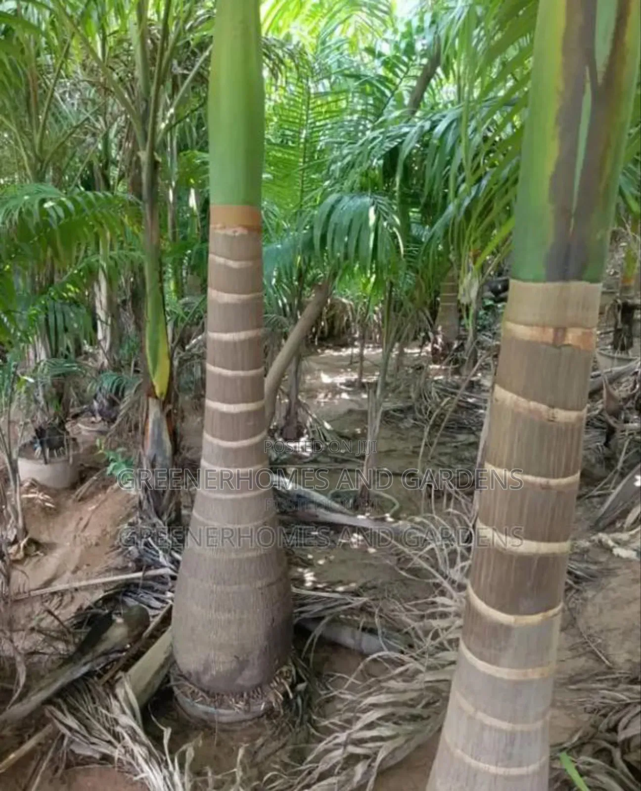 Royal Palms