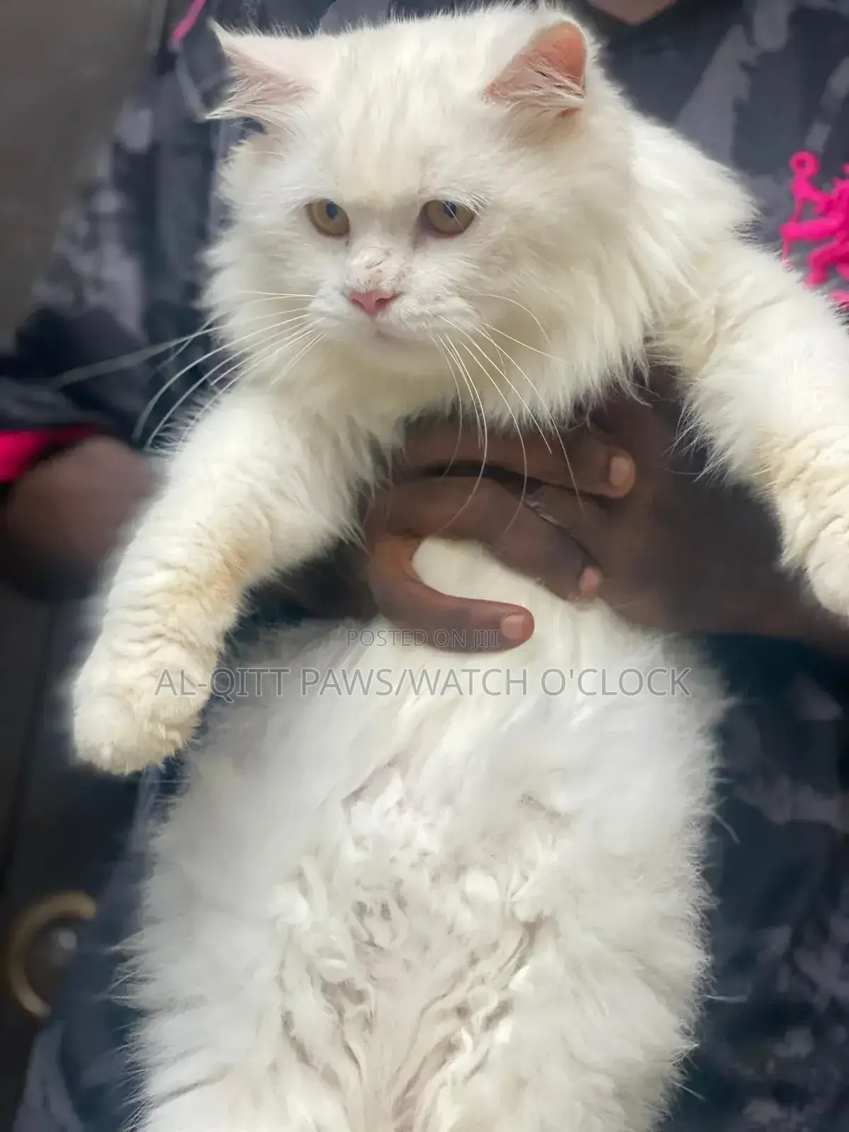 1+ year Male Purebred Persian