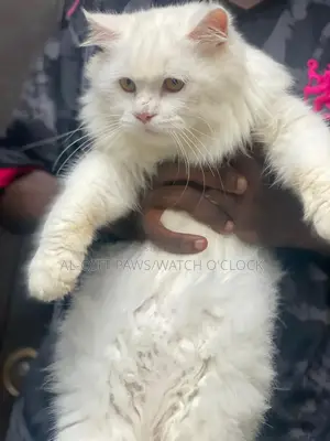 1+ year Male Purebred Persian