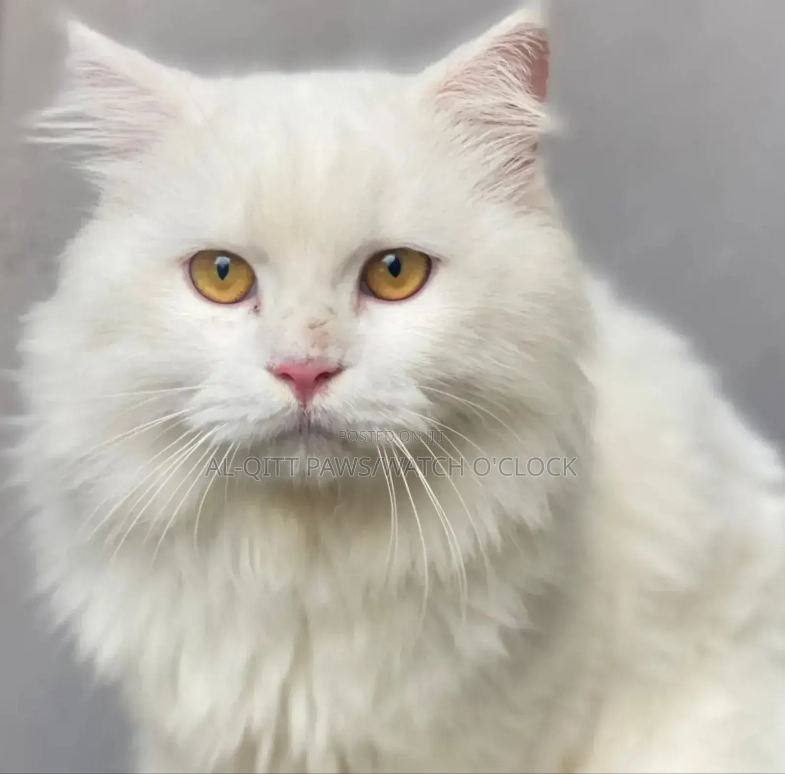 1+ year Male Purebred Persian