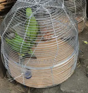 Senegalese Parrots for Sale