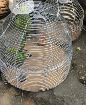 Senegalese Parrots for Sale