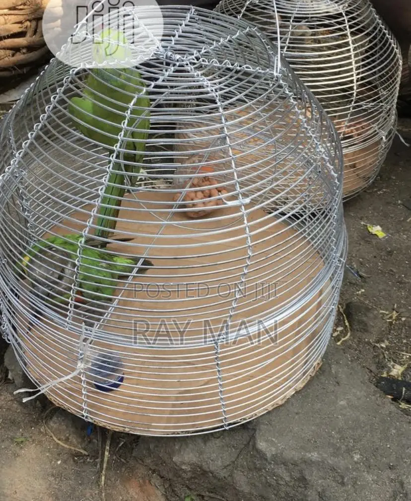 Senegalese Parrots for Sale