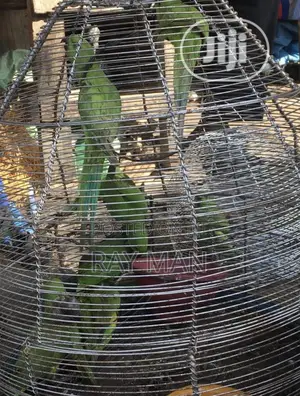 Senegalese Parrots for Sale