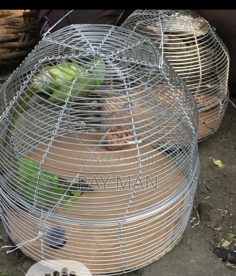 Senegalese Parrots for Sale