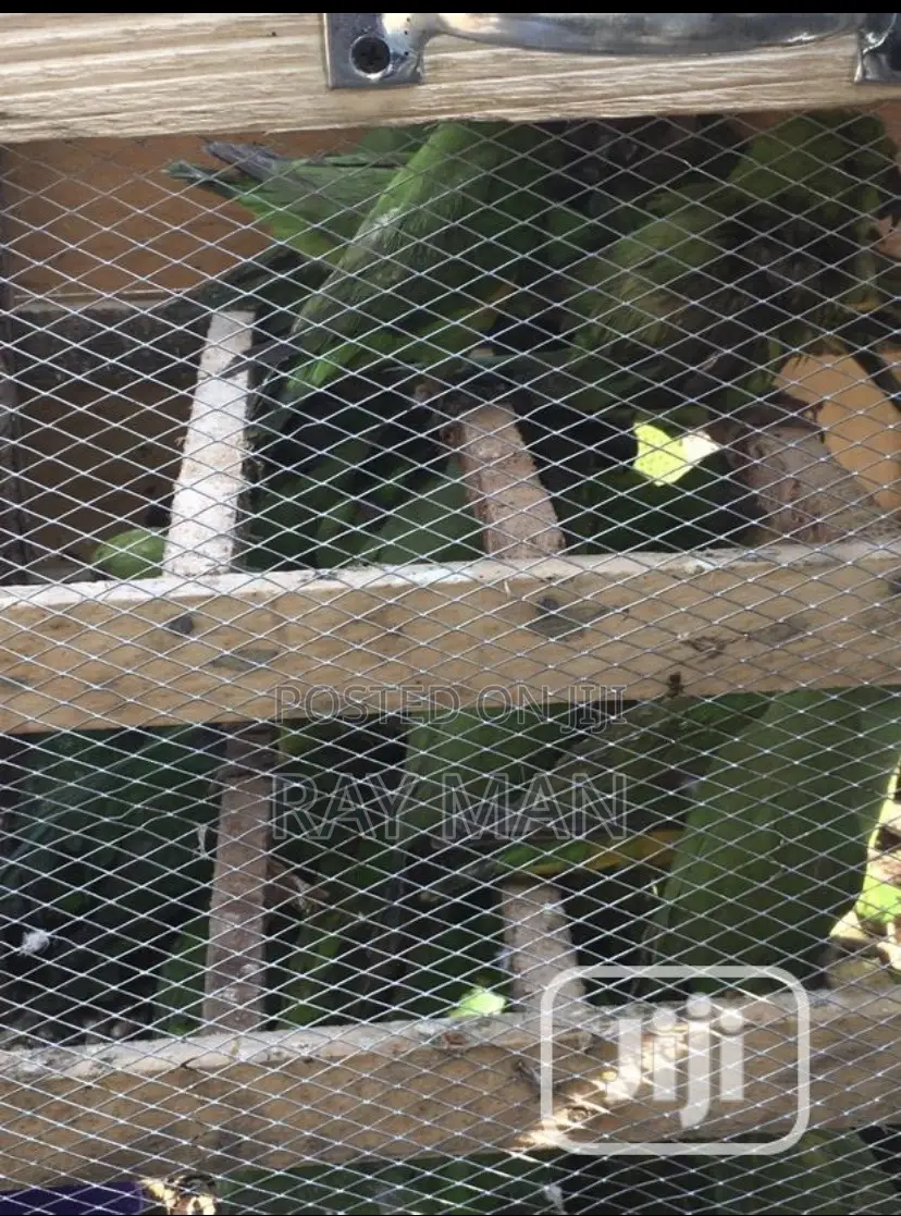 Senegalese Parrots for Sale